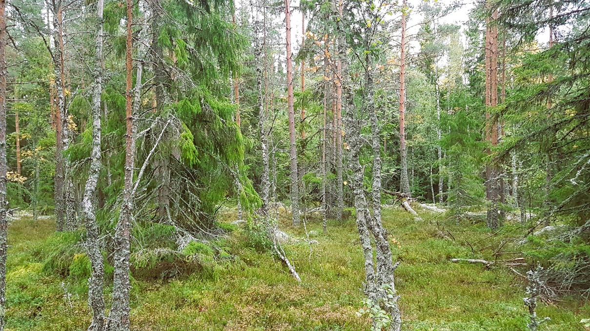 Hyggesfritt skogsbruk längs vandringsleden Skinnskatteberg-Färnaleden.