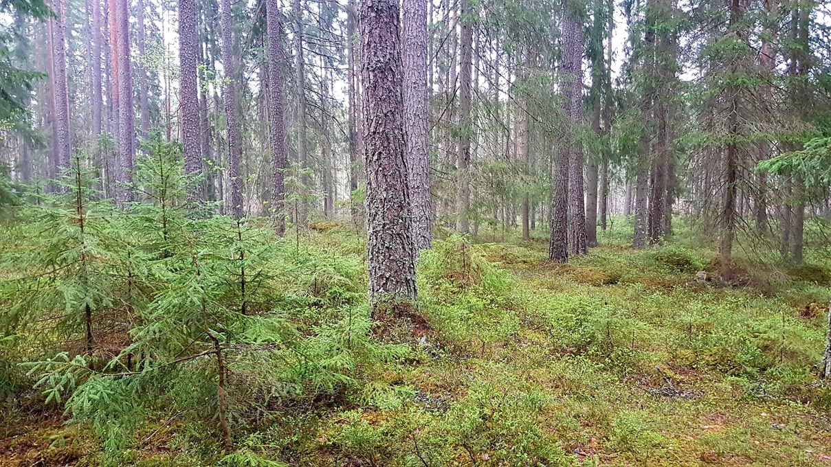 Lär dig mer om hyggesfritt skogsbruk under din vandring längs Skinnskatteberg-Färnaleden.