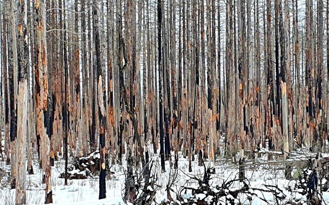 Skogsbrand och Naturvårdsbränning