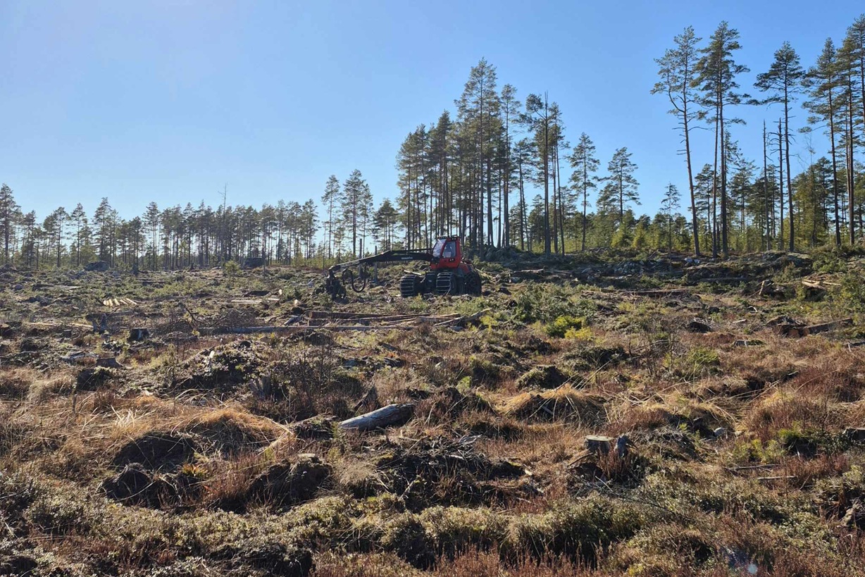 Trakthyggesbruk_Foto_Jonas_Landolsi_8923 Trakthyggesbruk tillåter större ytor av föryngringsavverkning.