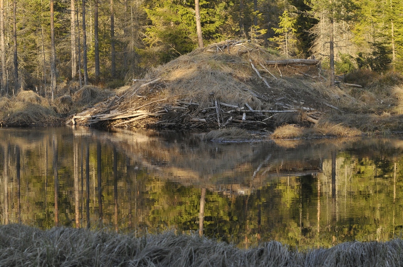 Baverhydda_Skinnskatteberg_Jonas_Vildmark_Bushcraftcenter_Gomsle_Foto_Lars_Gabrielsson Bäverhydda i Skinnskatteberg. Vid Jonas Vildmark Bushcraftcenters gömsle. Foto: Lars Gabrielsson
