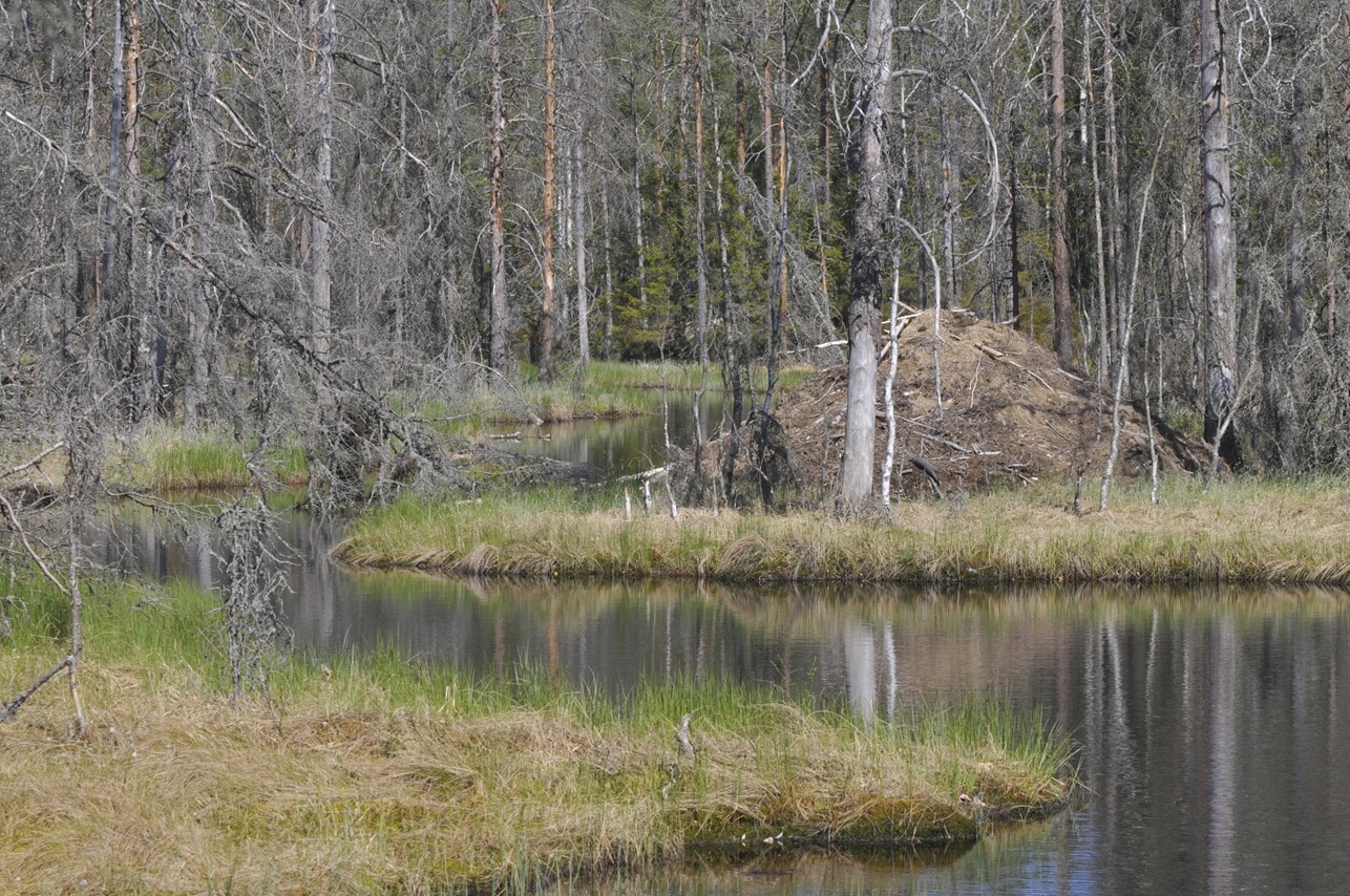 Baverhydda_Skinnskatteberg_Jonas_Vildmark_Bushcraftcenter_Gomsle_Foto_Lars_Gabrielsson_2 Bäverhydda i Skinnskatteberg. Vid Jonas Vildmark Bushcraftcenters gömsle. Foto: Lars Gabrielsson