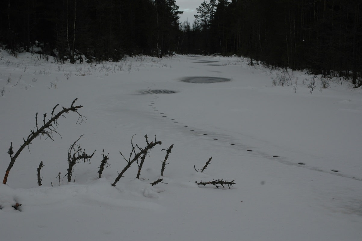 Lospar_Skinnskatteberg_Jonas_Vildmark_Bushcraftcenter_Gomsle_Foto_Lars_Gabrielsson Lospår i Skinnskatteberg. Vid Jonas Vildmark Bushcraftcenters gömsle. Foto: Lars Gabrielsson