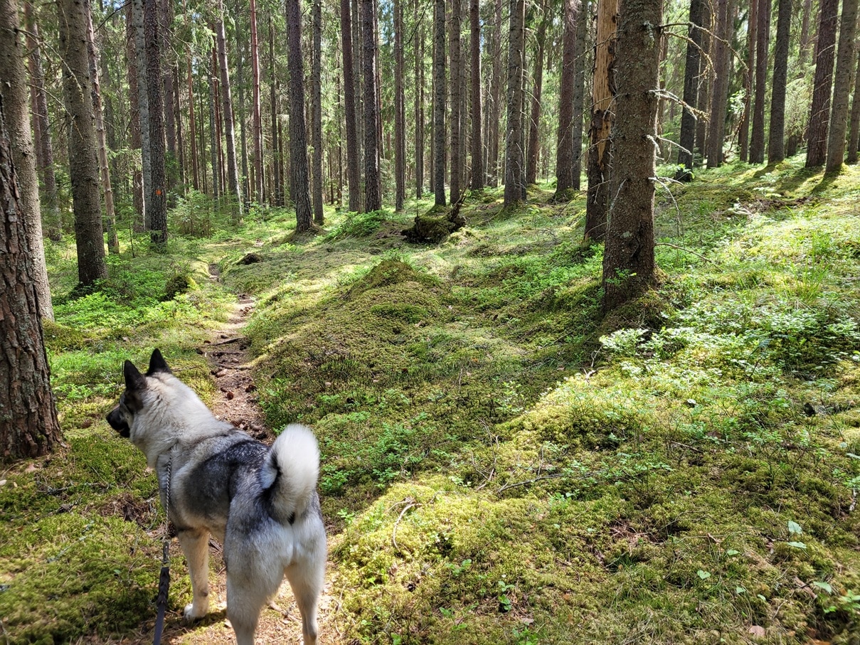 Skinnskatteberg_Farnaleden_Foto_Jonas_Landolsi_5208 Skinnskatteberg-Färnaleden