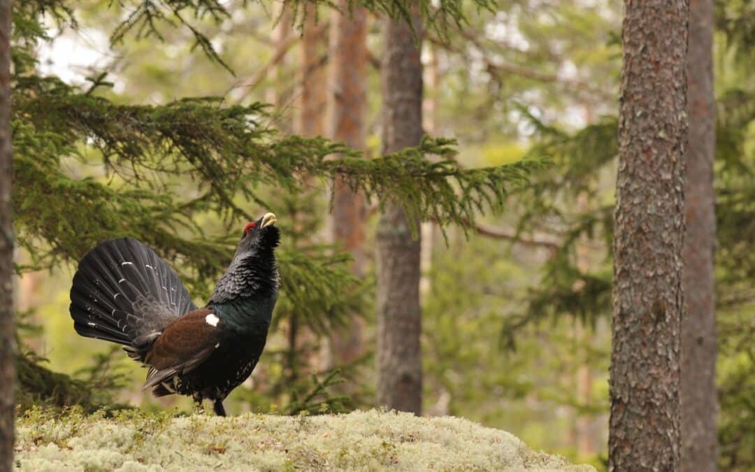 Fotogalleri Gömslet